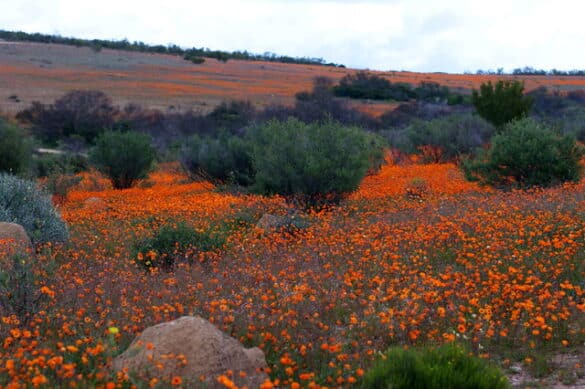 Parque Nacional Namaqua (2) Parque Nacional Namaqua