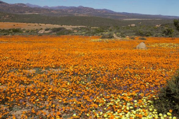 Parque Nacional Namaqua (3) Parque Nacional Namaqua