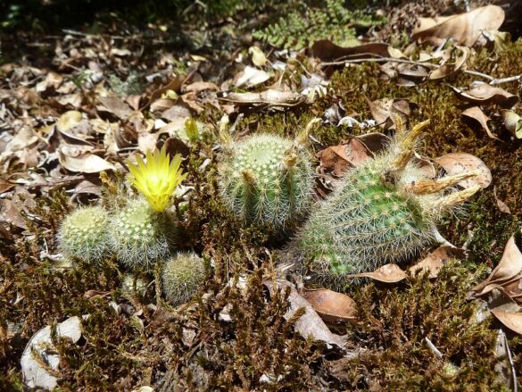Parodia rechensis 2