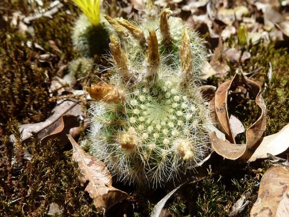 Parodia rechensis Parodia rechensis al borde de la extinción
