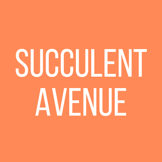 Cómo cuidar las buganvillas en macetas - Succulent Avenue