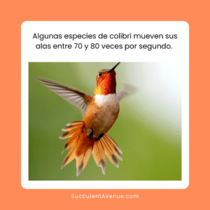 Algunas especies de colibrí mueven sus alas entre 70 y 80 veces por segundo.